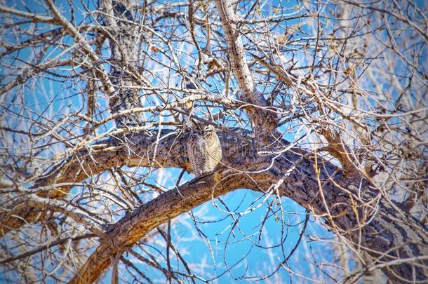一伟大的有角的猫头鹰静止的向一冬早晨