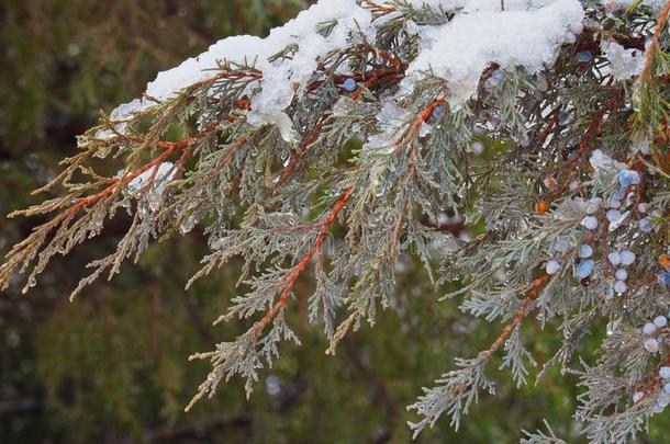 雪向刺柏属丛木或树木树枝和浆果