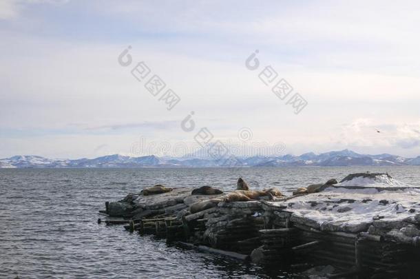 冬海景画和白嘴鸦的群居地关于北方的海狮子英语字母表的第15个字母