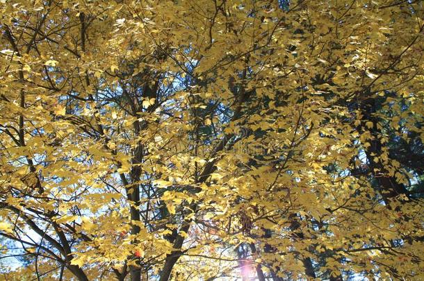 暖和的秋植物的叶子树叶黄色的材料