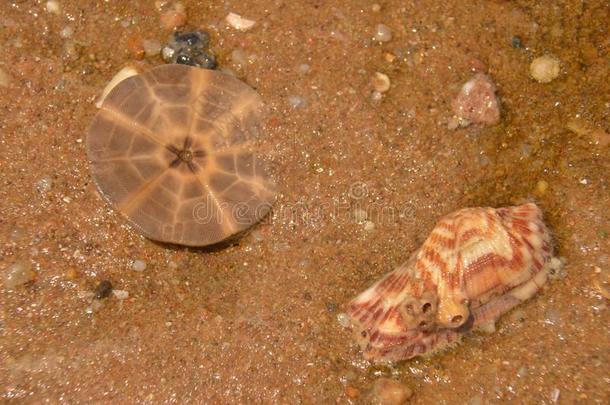 海生物