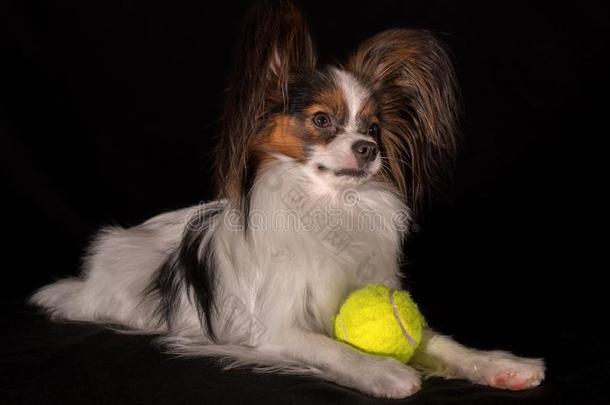 美丽的狗大陆的玩具獚狗碟耳长毛玩赏小狗和一网球b一l