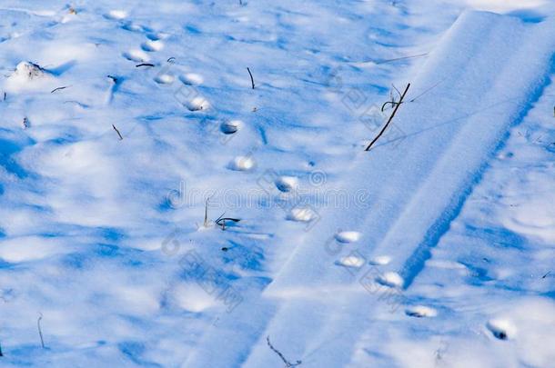 脚印从指已提到的人爪子关于指已提到的人野兽向指已提到的人雪