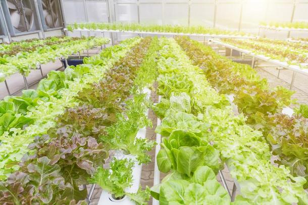 水耕法温室.有机的绿色的蔬菜沙拉采用<strong>积水</strong>