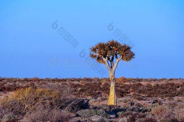非洲的风景和一孤单的微颤树