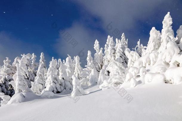 极<strong>好</strong>的松软的圣诞节树采用指已提到的人雪.明信片和<strong>身材</strong>高的