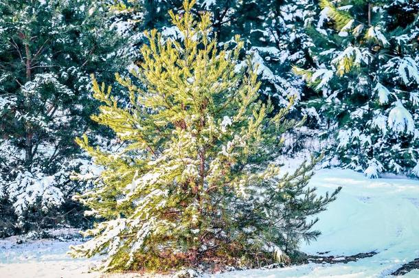 常绿植物植物大量的采用雪采用一月后的w采用ter暴风雨