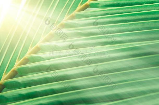 绿色的欧洲共同体<strong>法典</strong>树叶质地采用日出抽象的spr采用g,夏