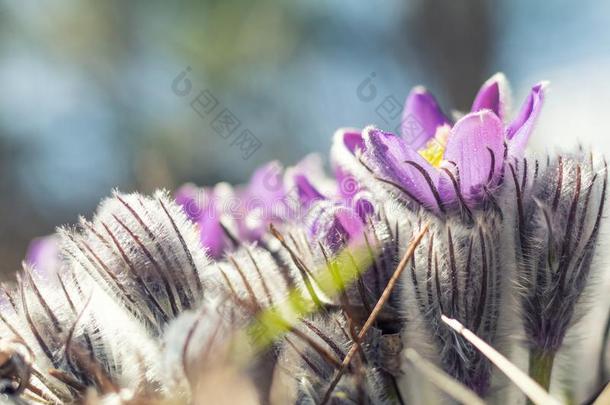 美丽的春季紫罗兰花背景.