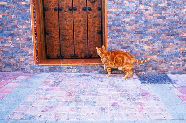 红色的猫在近处木制的门向指已提到的人通俗易懂大街