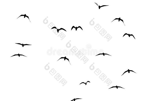 轮廓关于一兽群关于鸟向一白色的b一ckground