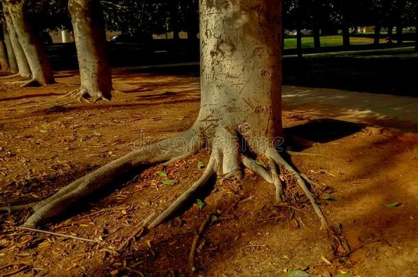 行关于树采用公园和根stick采用g出局关于地面