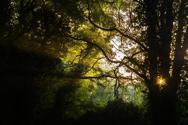 日出采用指已提到的人神秘的森林.