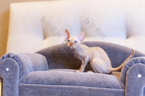 小的小猫德文郡雷克斯猫猫一次向蓝色沙发