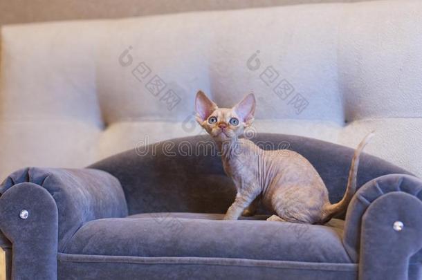 小的小猫德文郡雷克斯猫猫一次向蓝色沙发