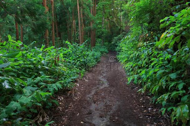 亚热带的森林关于septiembre九月西迪斯采用SaoPaulo圣保罗米格尔岛