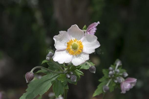 银莲花汉普西斯日本产植物,日本人银莲花,银莲花属植物风