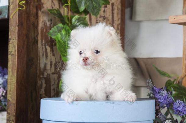 白色的小狗波美拉尼亚的坐采用一蓝色盒