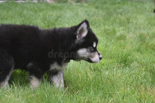 令人晕倒的年幼的西伯利亚的嗓子哑的小狗采用指已提到的人草