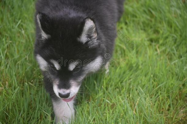 令人晕倒的西伯利亚的嗓子哑的小狗步行通过草