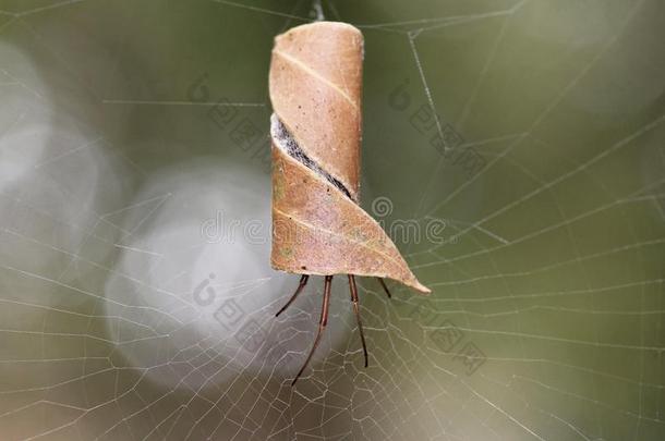 叶子-冰壶澳大利亚人蜘蛛采用卷曲的叶子在蜘蛛web