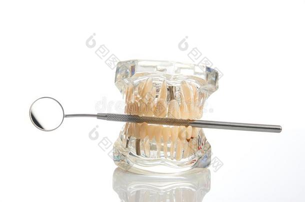 牙齿的下巴模型和牙齿的镜子