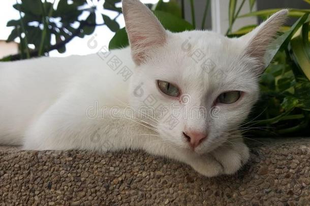 白色的懒惰的猫和蓝色眼睛