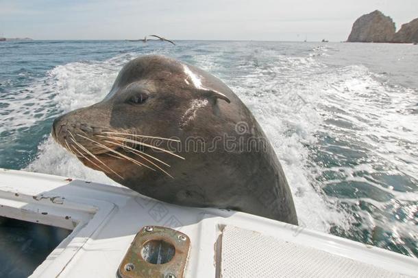 海狮子向指已提到的人背关于许可证捕鱼小船乞讨为饵Finland芬兰