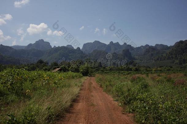 山路绿色的<strong>天王</strong>冠和煦的：照到阳光的