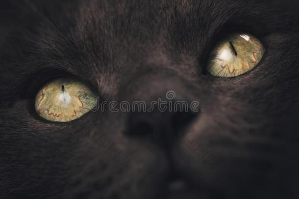特写镜头肖像关于大的灰色猫和集中向眼睛