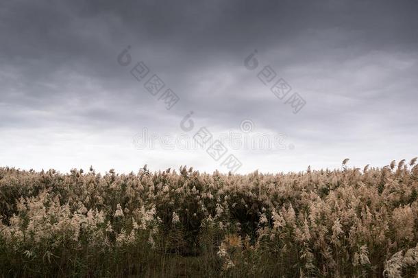 自然野生的鸟兽等求助和芦苇田.