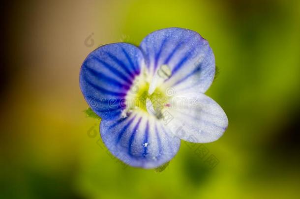 美丽的蓝色花向自然