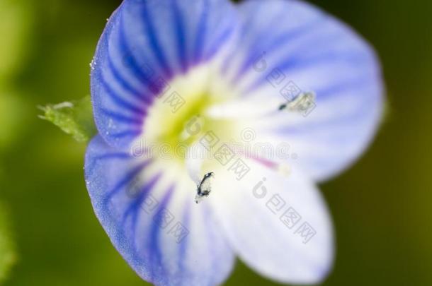 美丽的蓝色花向自然