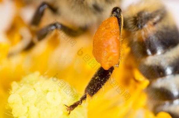花粉蜂蜜蜜蜂向指已提到的人爪子.超级的宏指令