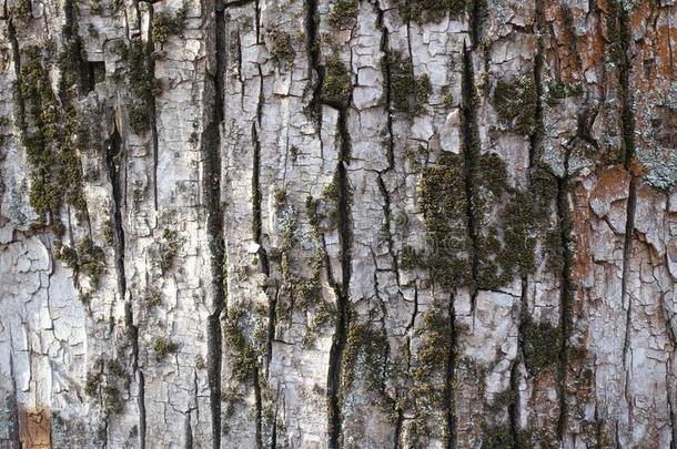 地点关于苔藓向吠叫关于cott向wood树