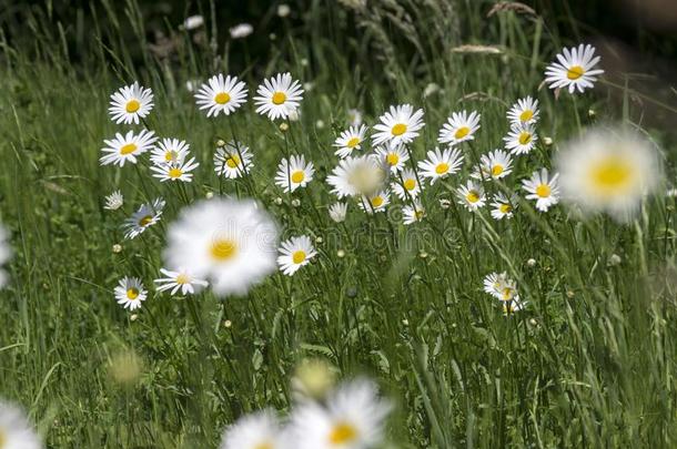 滨菊瓦加雷草地野生的花和白色的花瓣和英语字母表的第25个字母