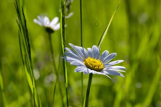 滨菊瓦加雷草地野生的单一的花和白色的花瓣
