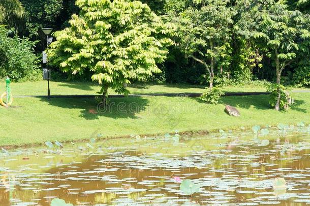 鱼池塘绿色的树叶和海域向一夏d一y