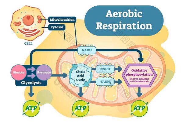 需氧的呼吸<strong>个人简历</strong>结构的矢量说明图表