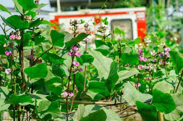 豆树和豆和花,森林水珠宏指令