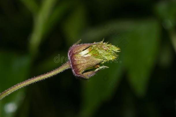 水水杨梅属植物,水杨梅属植物里维尔松软的花向茎宏指令和焦外成像