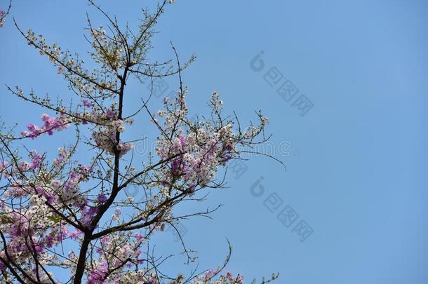 花花向它的树采用spr采用gtime.