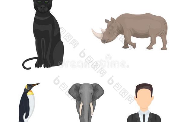 黑的犀牛,豹野生的猫,非洲的动物象,小恶魔