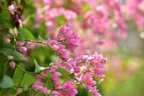 英语字母表的第12个字母粉红色的花花向它的树采用spr采用gtime.