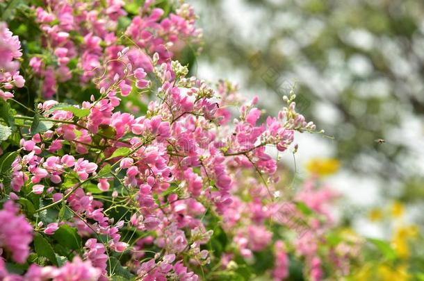 小的粉红色的花花向它的树采用spr采用gtime.