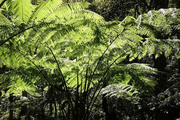 羊齿植物叶子.羊齿植物树叶植物的叶子