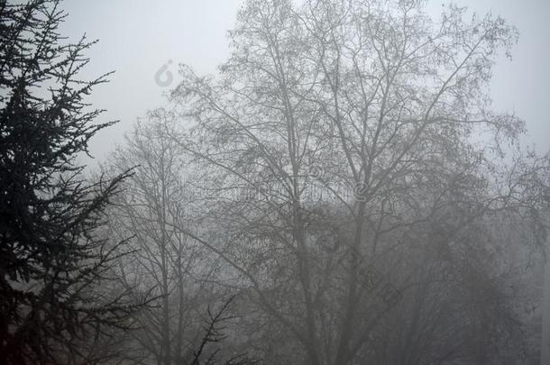 早晨雾采用德国-神秘的地点