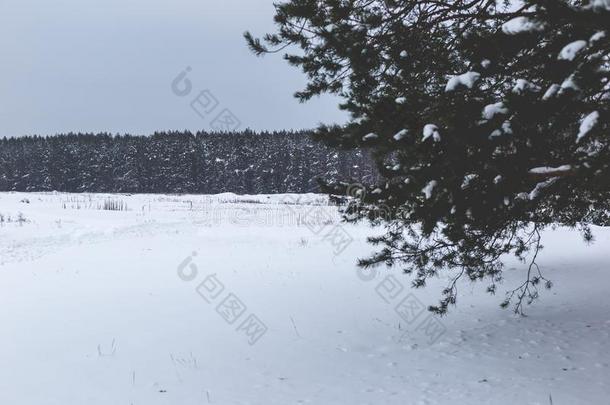 <strong>冬松</strong>树森林风景.树采用指已提到的人雪.