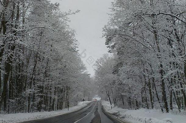 冬雪季节气候在假日新的年狂欢节海象