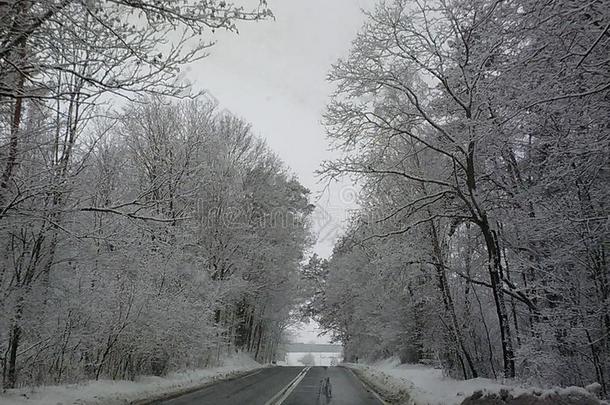 冬雪季节气候在假日新的年狂欢节海象